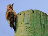 Flicker On A Pole_48293